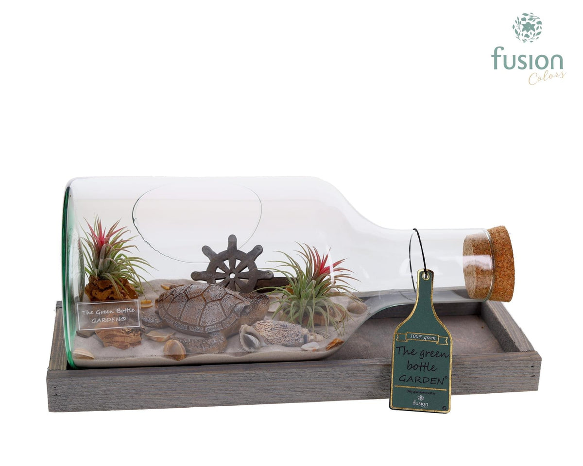 arr. Tillandsia 20cm 38cm Pot