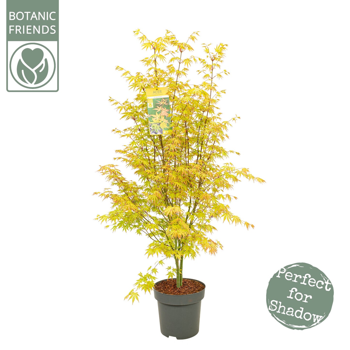 Acer Orange Dream 130cm 30cm Pot
