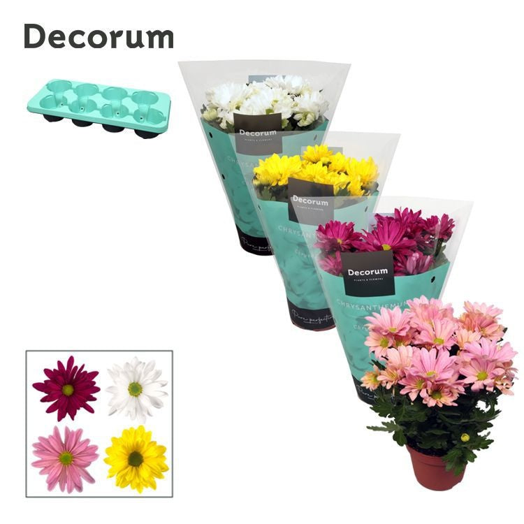 Chrysanthemum Margarita mix 25cm 13cm Pot