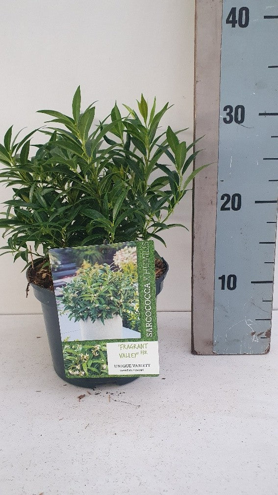 Sarcococca hook. Fragr. Valley 30cm 17cm Pot