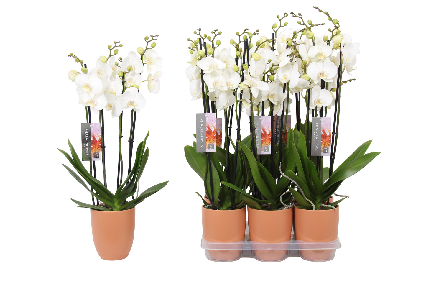 Phalaenopsis white (+ drp.ceramic) 60cm 12cm Pot