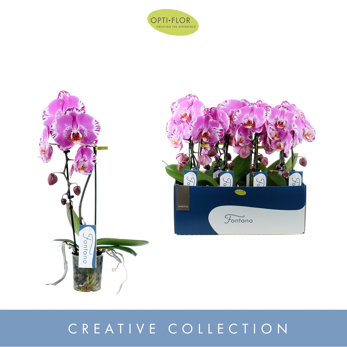Phalaenopsis purple 50cm 9cm Pot