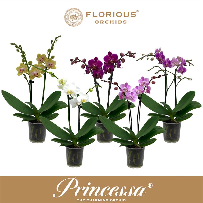 Phalaenopsis mix 35cm 9cm Pot