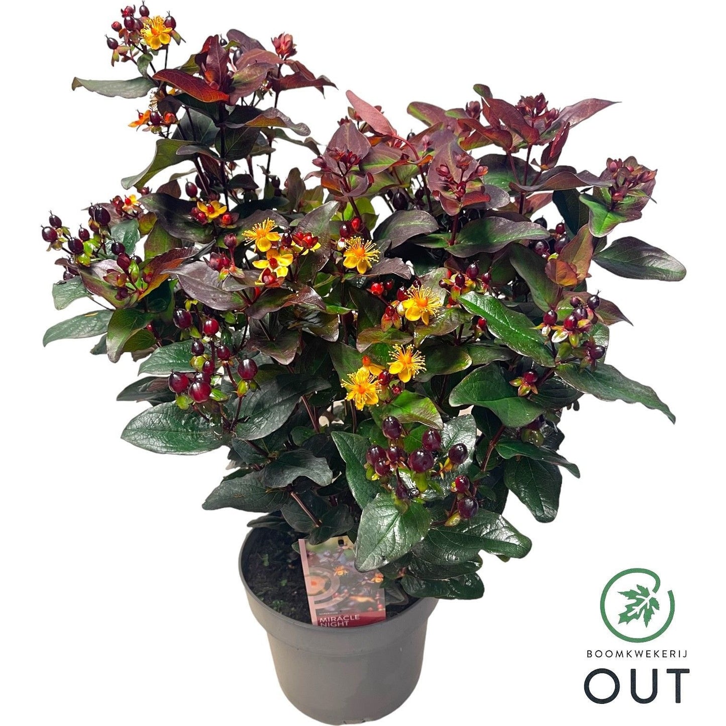 Hypericum Miracle Night 50cm 23cm Pot