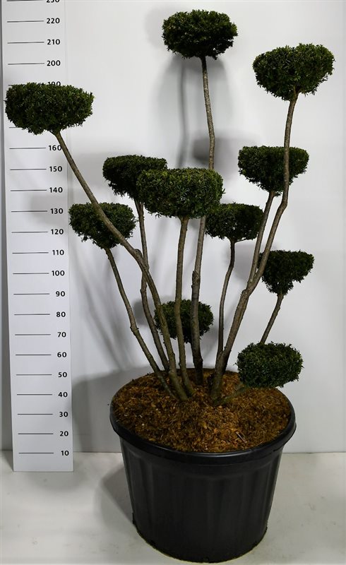 Taxus media Hicksii 230cm 80cm Pot