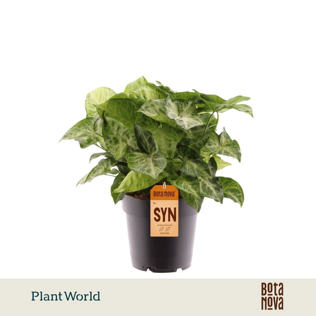 Syngonium Arrow 30cm 14cm Pot