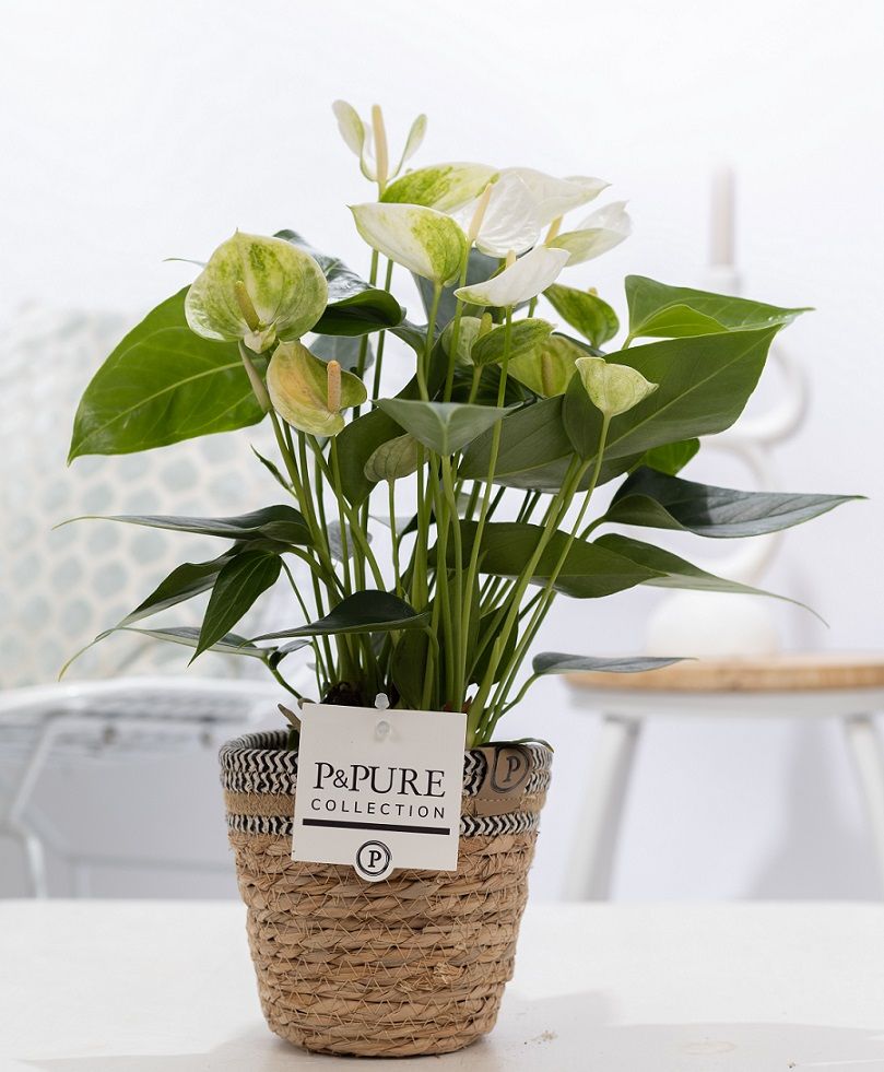 Anthurium andraeanum 45cm 12cm Pot