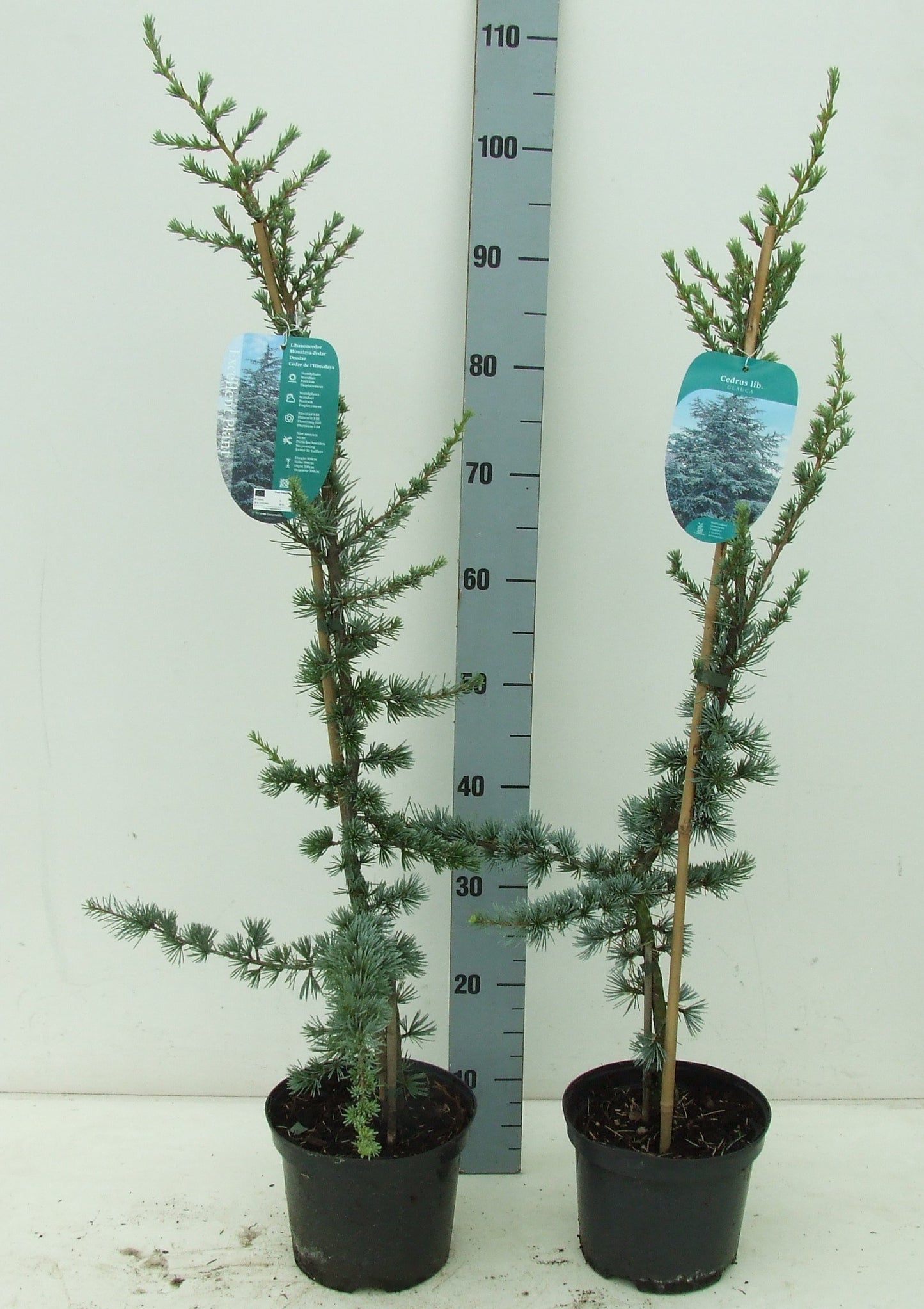 Cedrus libani Glauca 110cm 19cm Pot