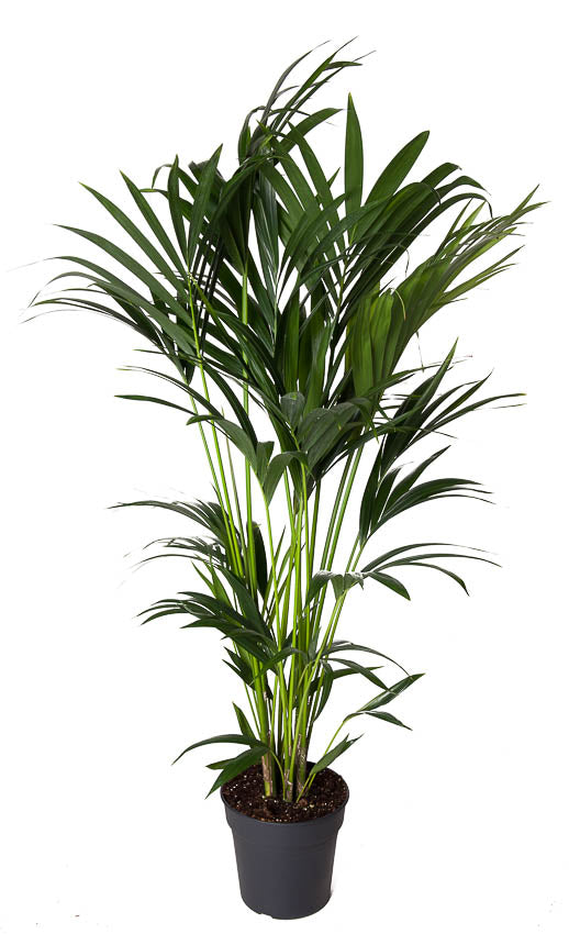 Howea forsteriana 130cm 24cm Pot