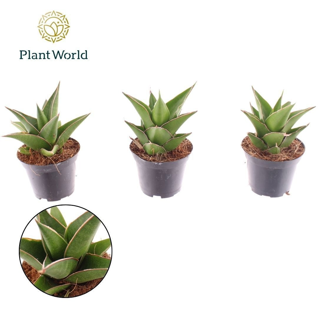Sansevieria Samurai 15cm 7cm Pot
