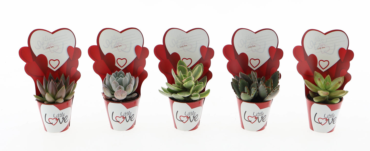 Potcover little love succulent mix 8cm 505cm Pot