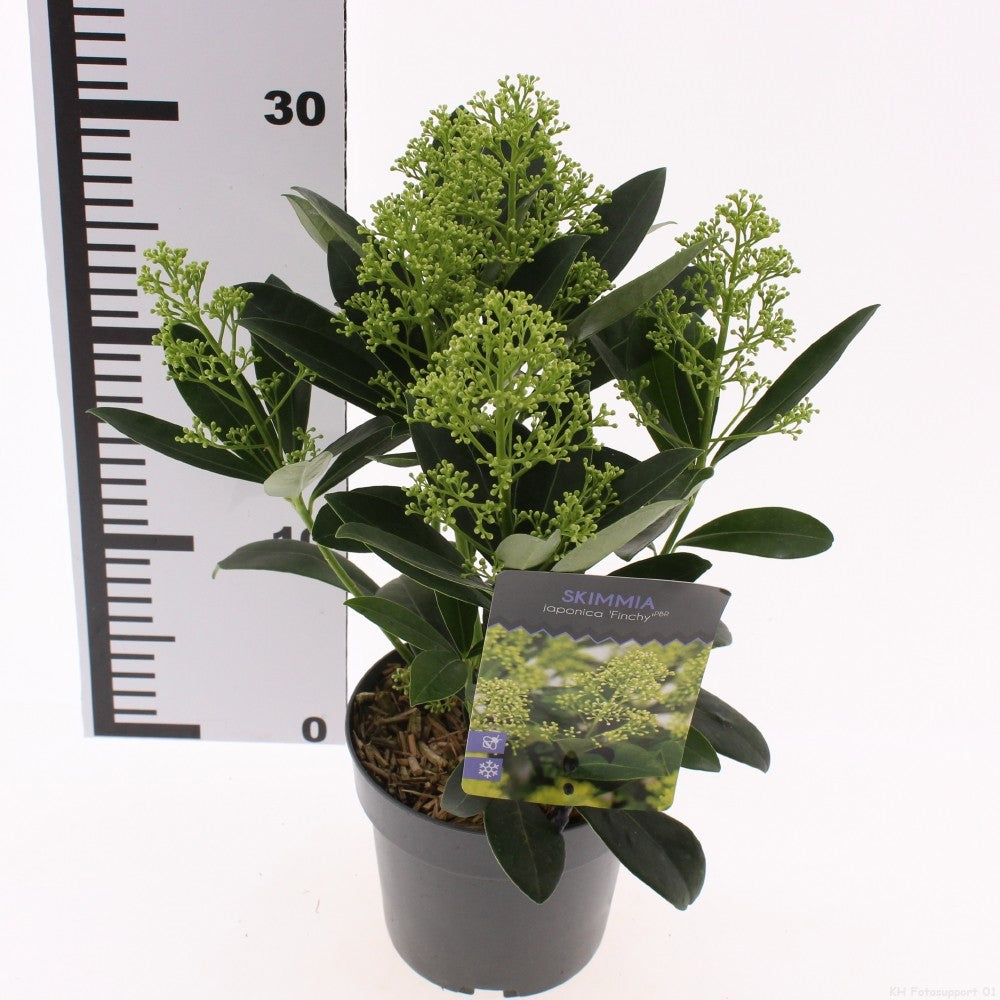 Skimmia japonica Finchy 30cm 13cm Pot