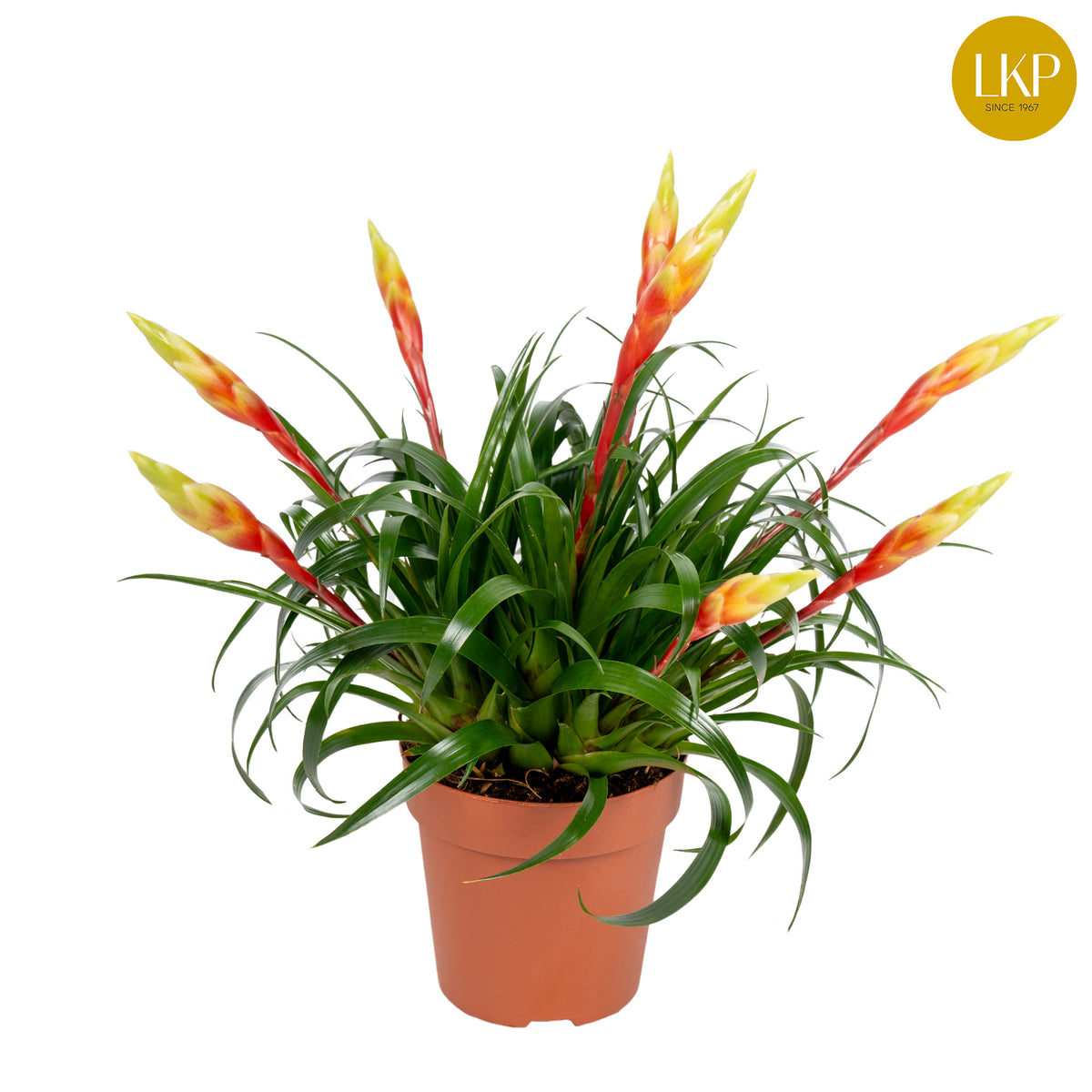 Vriesea Shannon 35cm 12cm Pot