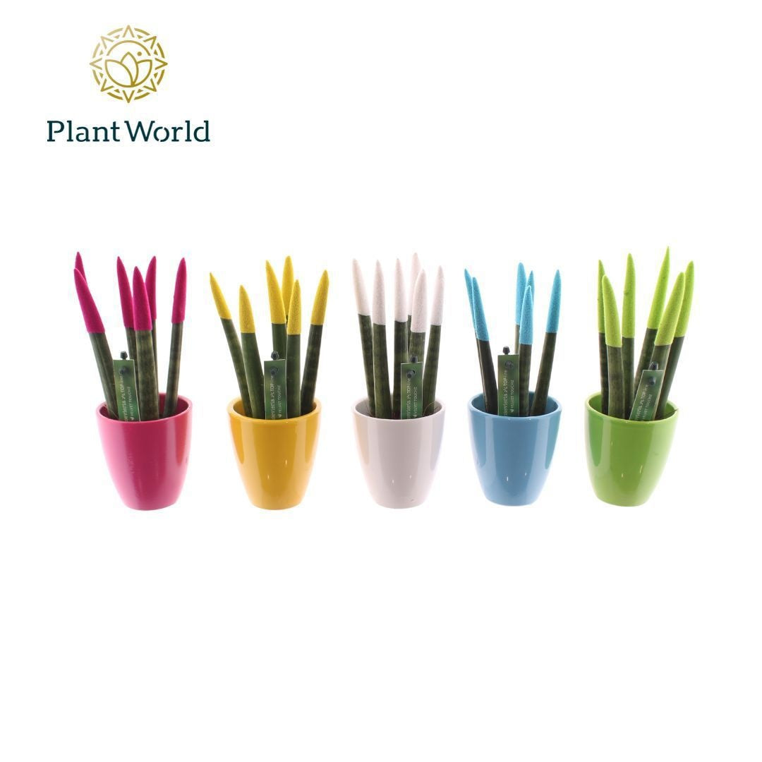 Sansevieria cylindrica 20cm 6cm Pot