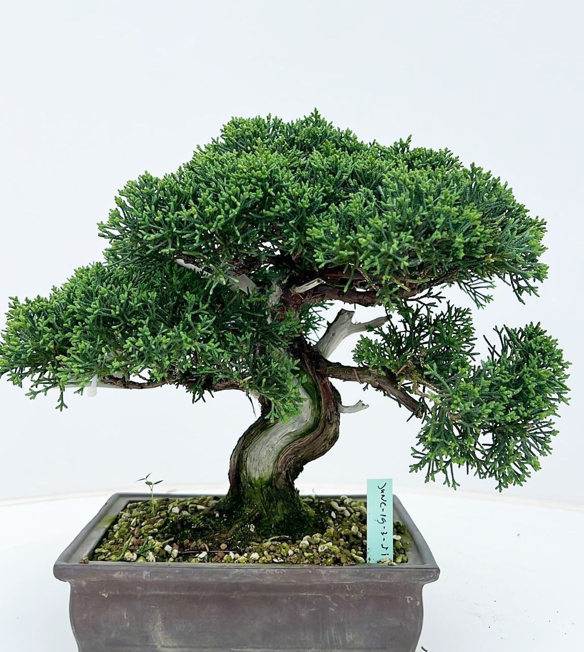Juniperus chinensis 25cm 16cm Pot