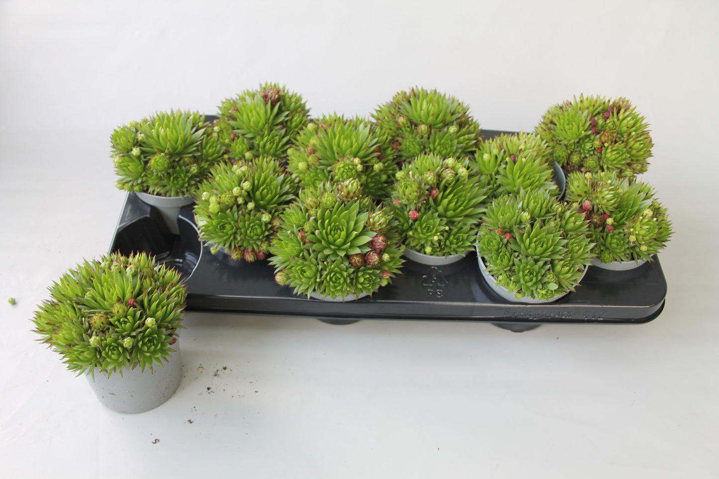 Jovibarba hirta 15cm 510cm Pot