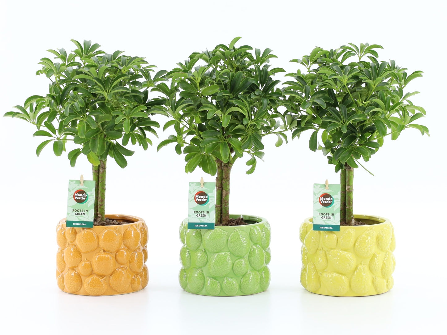 Schefflera Luseana 40cm 15cm Pot