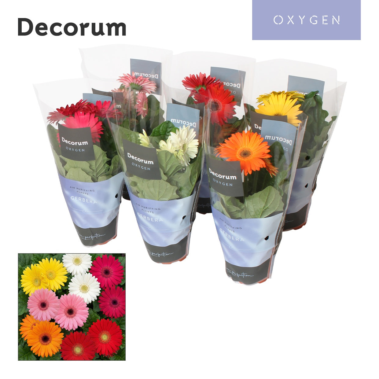 Velden, Firma Freek v.d. Gerbera mix Pack of 10