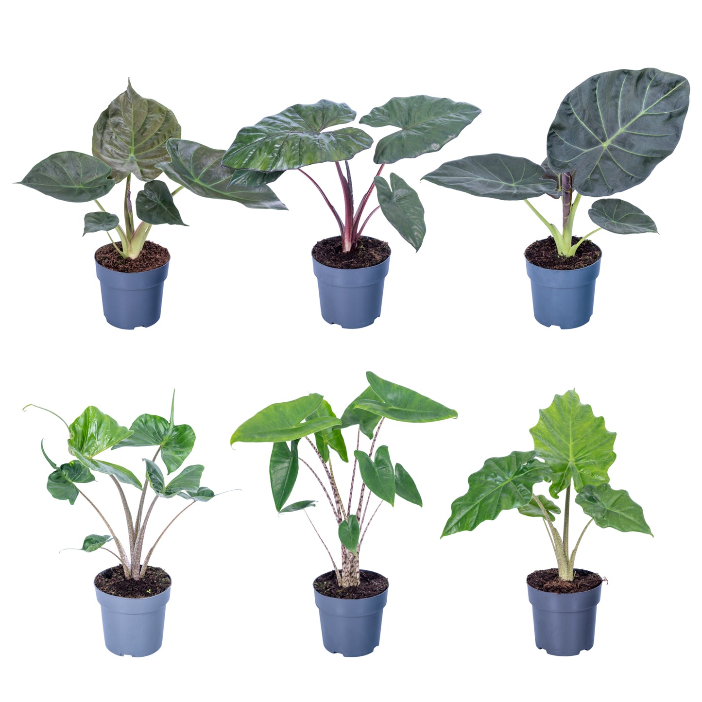 Alocasia mix 65cm 17cm Pot