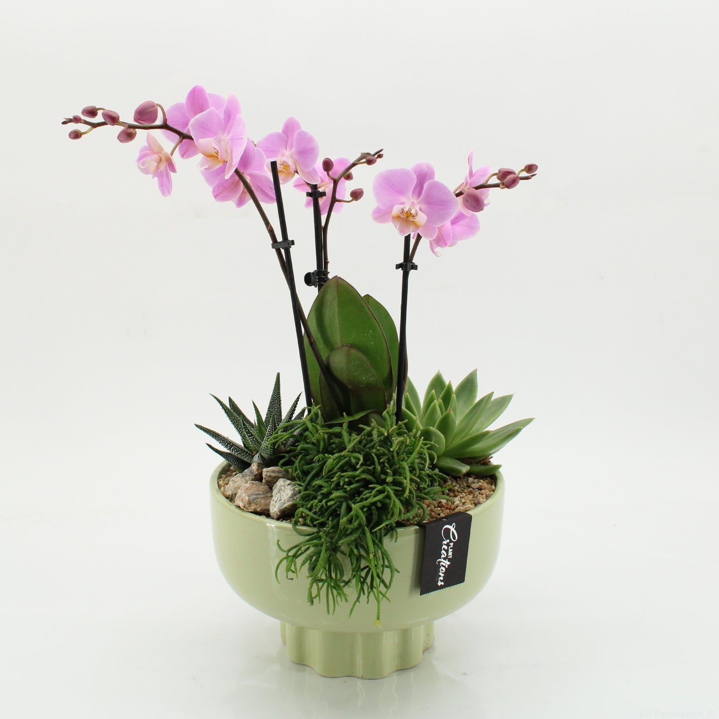 PHAL-2618RZ Phalaenopsis creatie 50cm 22cm Pot