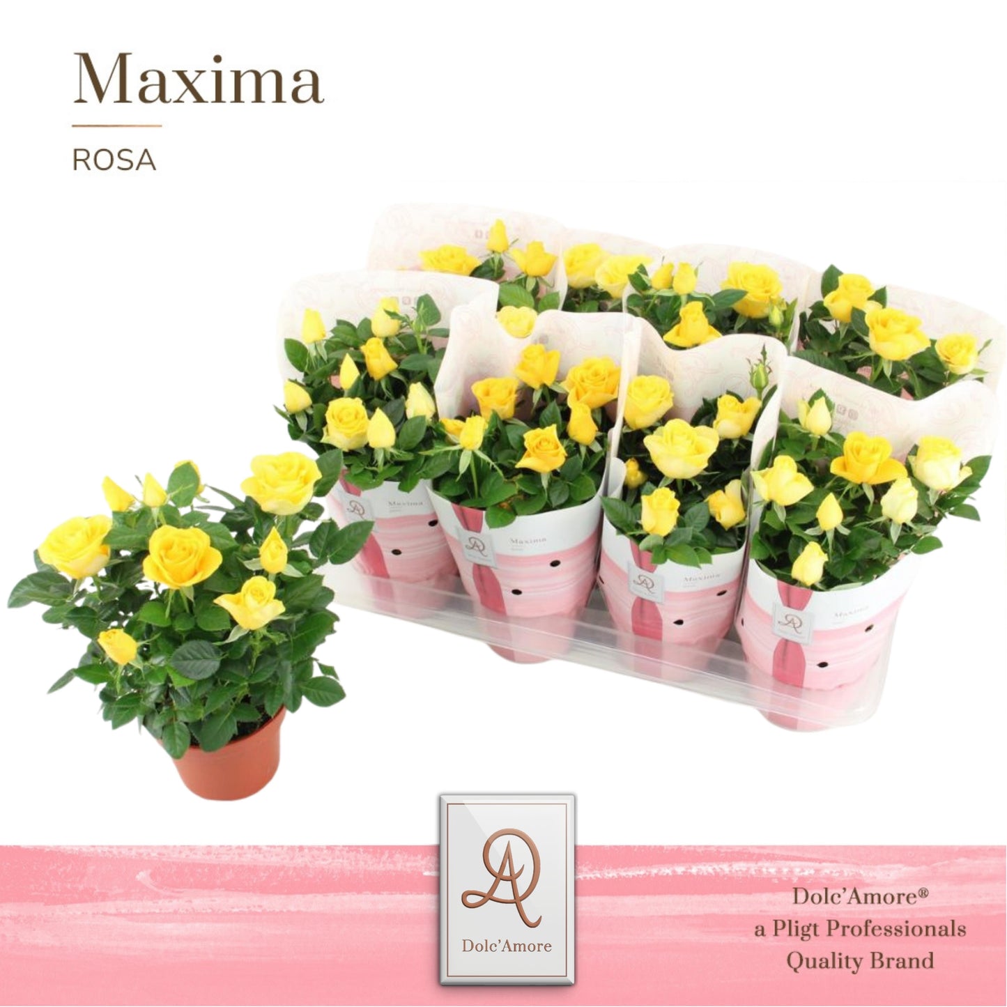 Pligt Professionals BV Rosa Love Forever Yellow Pack of 8