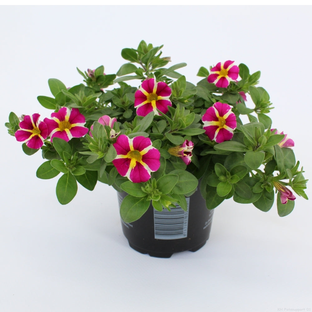 Calibrachoa Rave Pink 20cm 510cm Pot