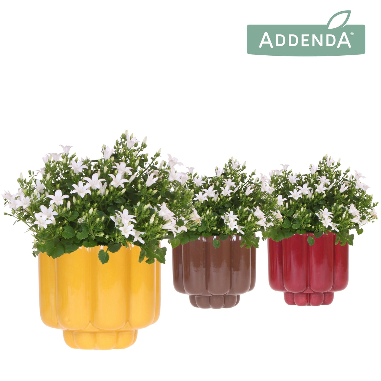 Campanula Ambella white 25cm 12cm Pot