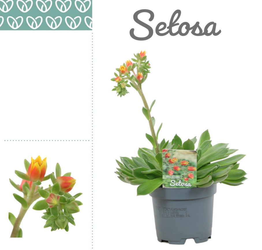 Echeveria setosa 14cm 10.5cm Pot