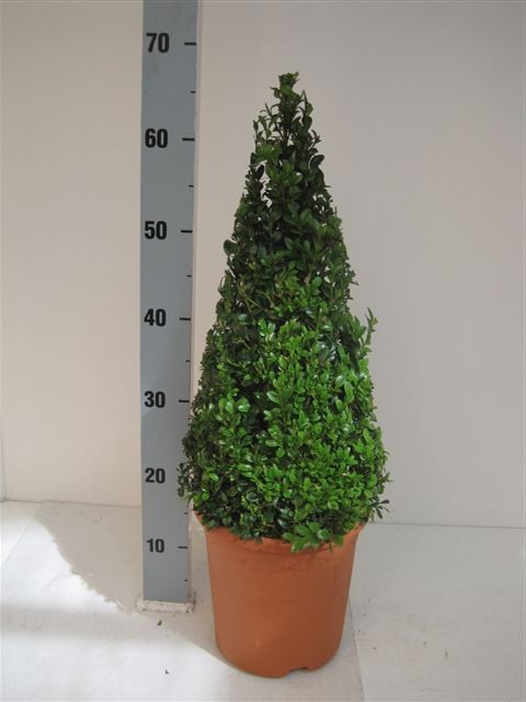 Buxus sempervirens ball 65cm 21cm Pot