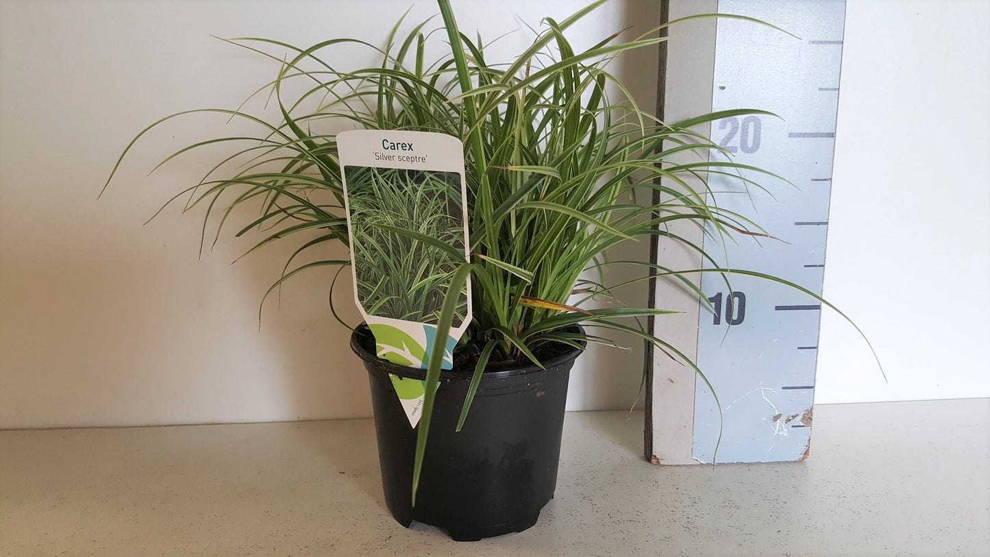 Carex morrowii Variegated 25cm 13cm Pot