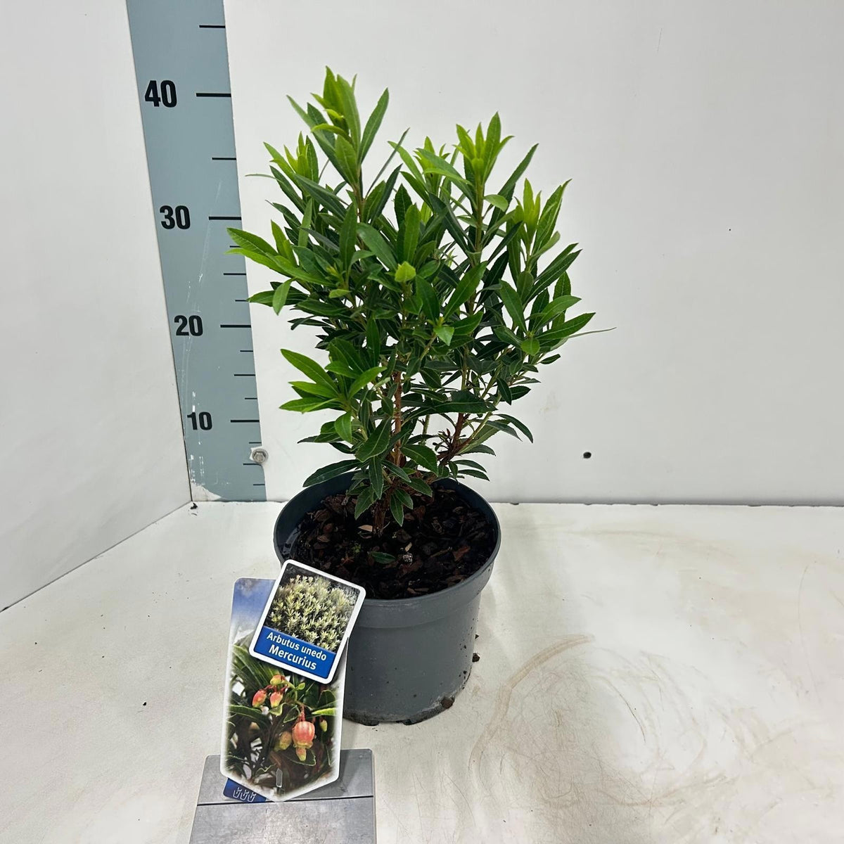 Arbutus unedo 35cm 17cm Pot