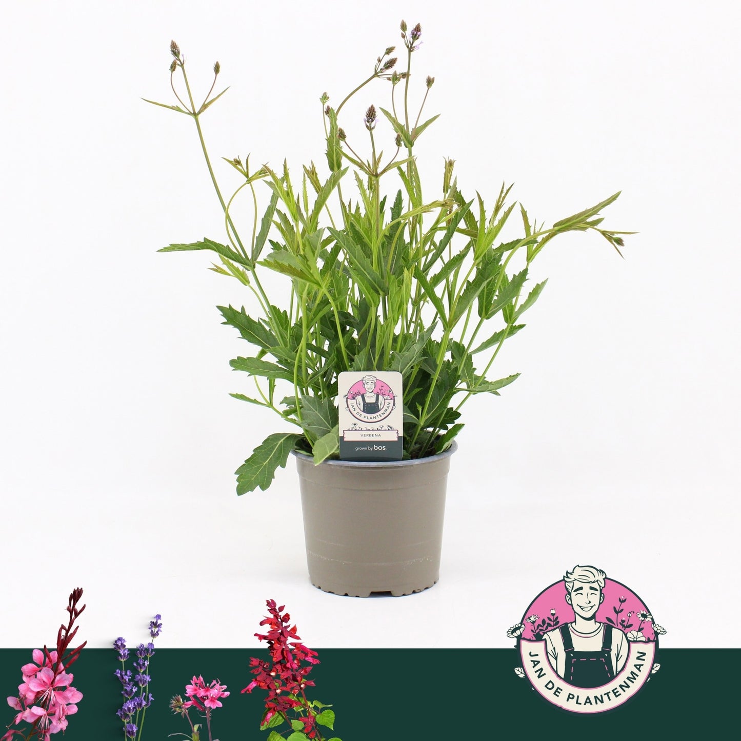 Verbena rigida 30cm 17cm Pot