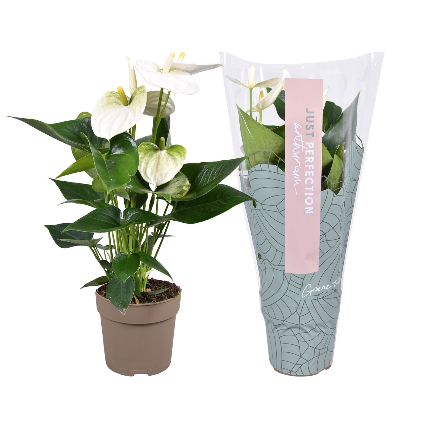 Groene Tint Anthurium Cocos in Christmas sleeve Pack of 10
