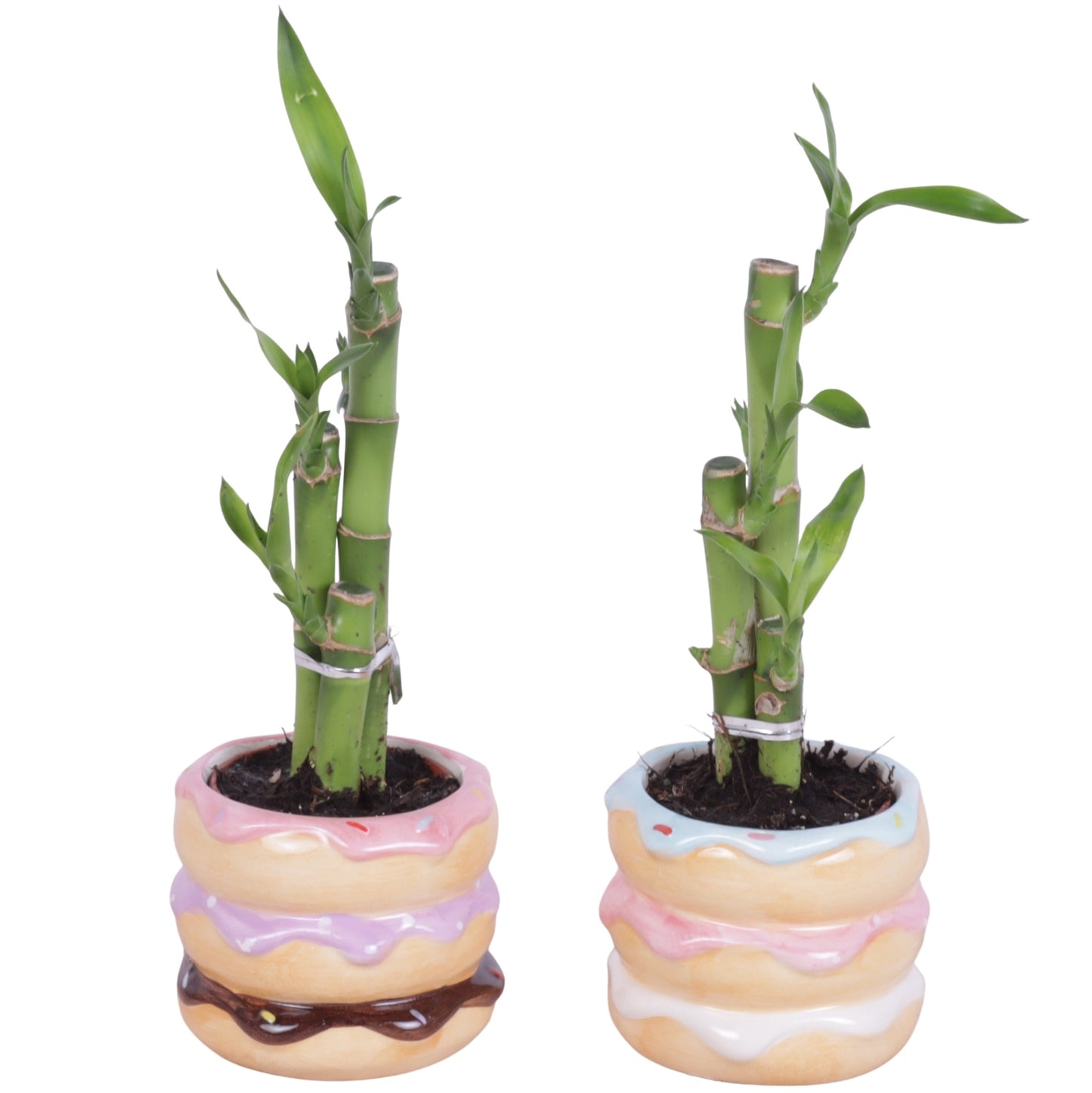 Drac. Lucky Bamboo 25cm 8cm Pot