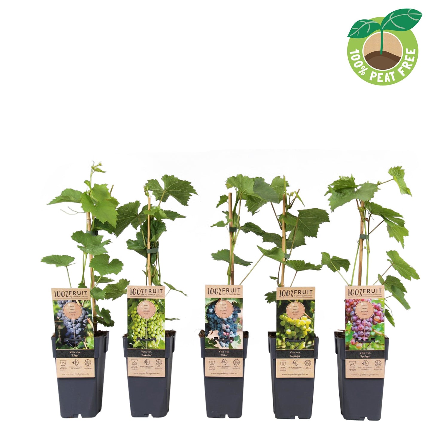 Vitis vinifera mix 50cm 15cm Pot