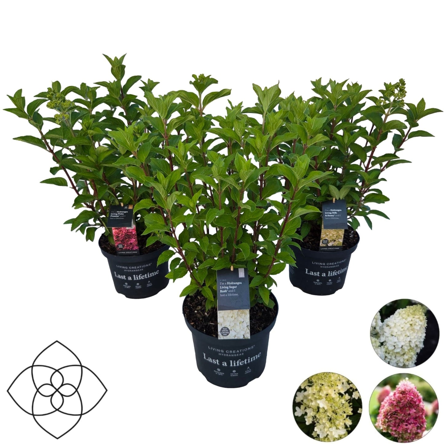 Hydrangea pan. Living mix 65cm 23cm Pot
