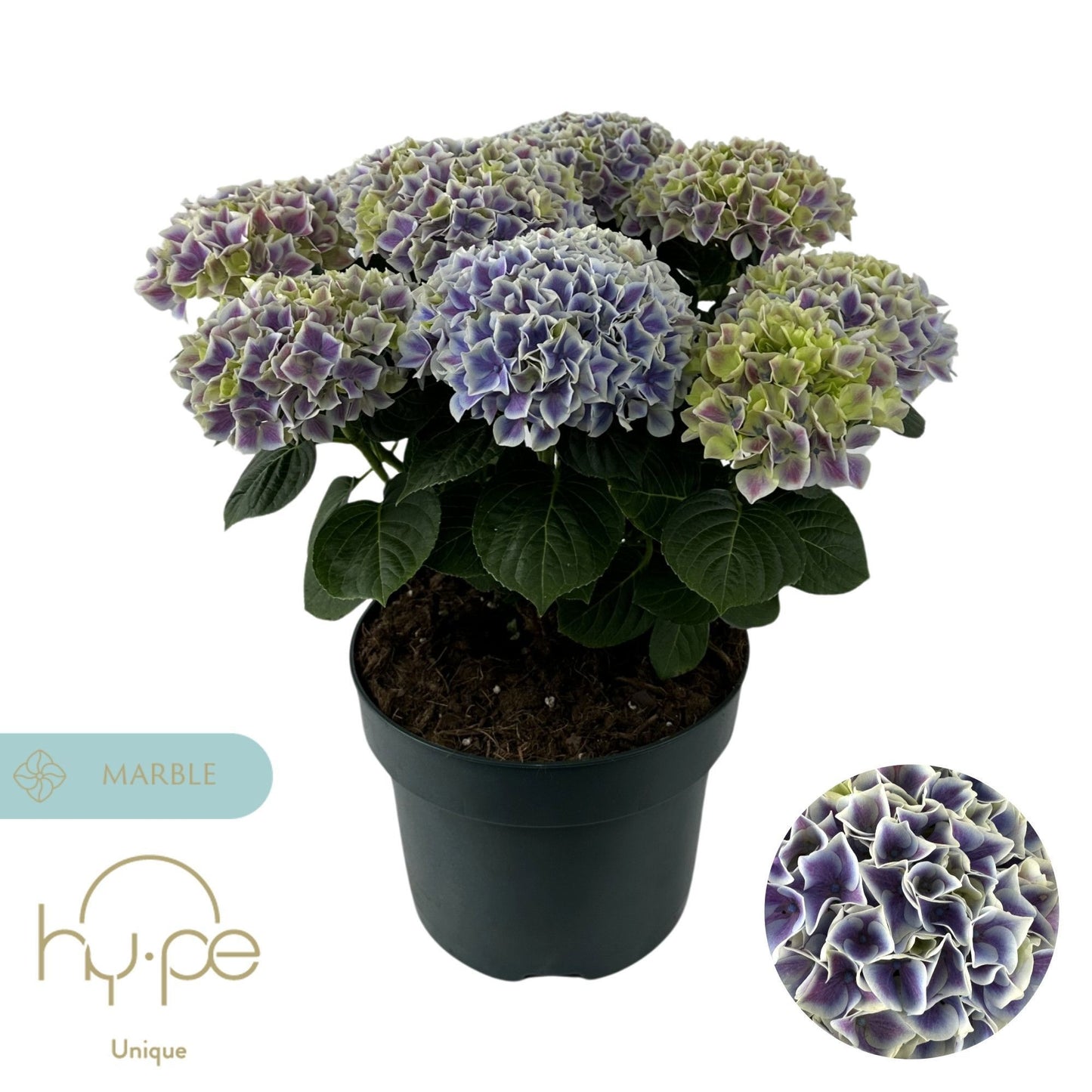 Hydrangea Diva Blue 45cm 23cm Pot