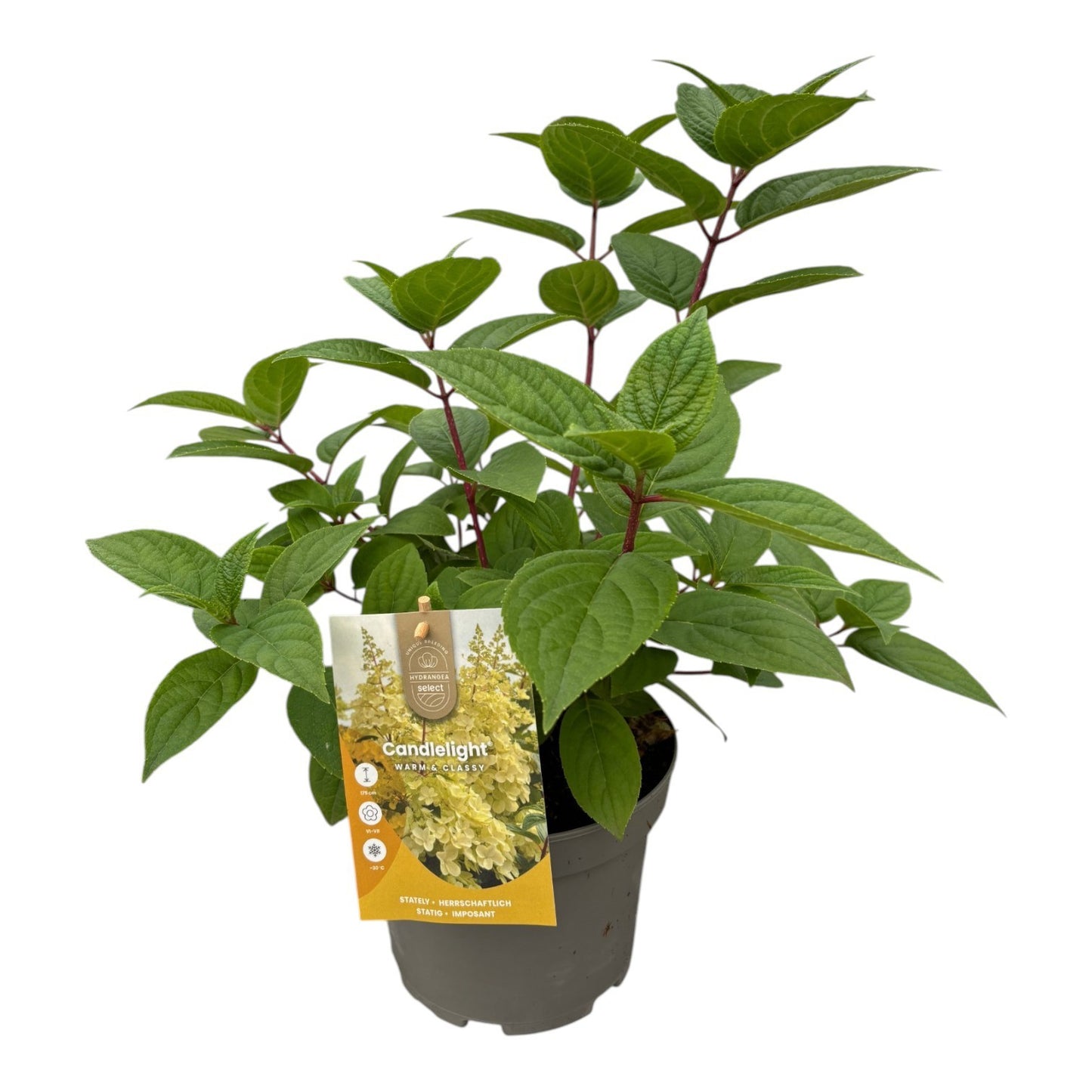 Hydrangea paniculata 20cm 19cm Pot