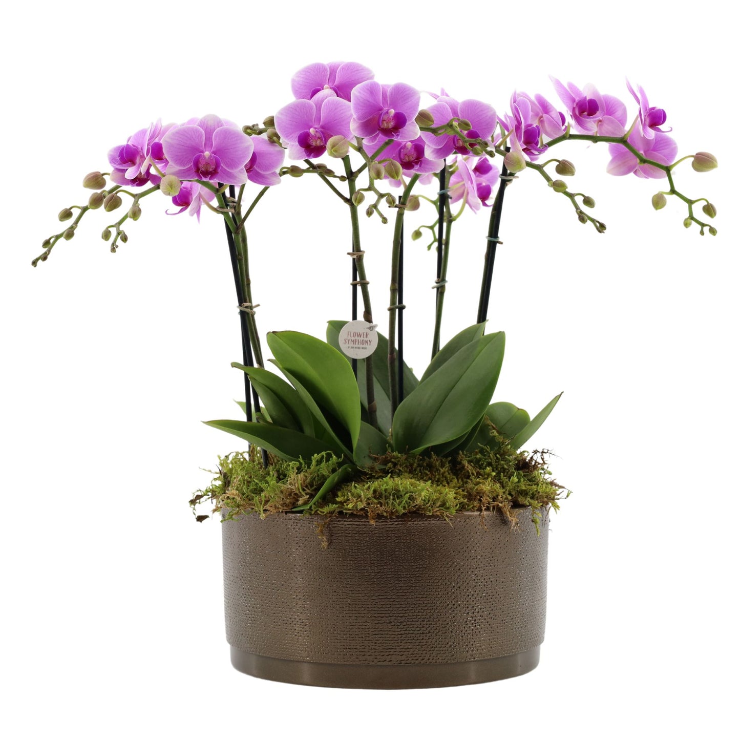 Phalaenopsis pink 50cm 27cm Pot