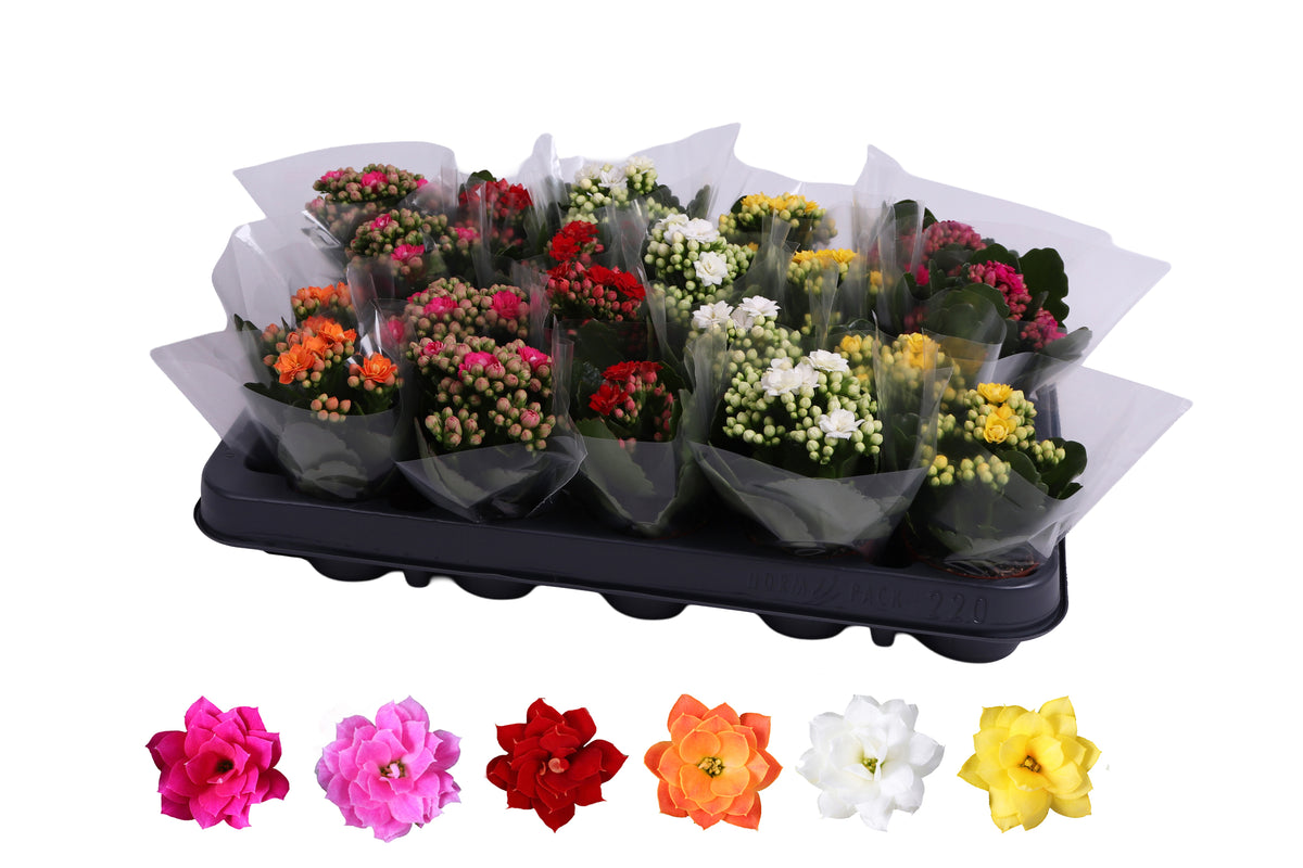 Kalanchoe Rosalina mix 12cm 6cm Pot