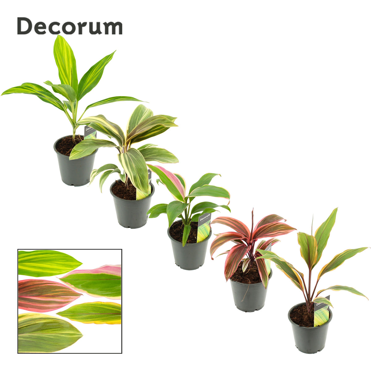 Cordyline mix 30cm 12cm Pot
