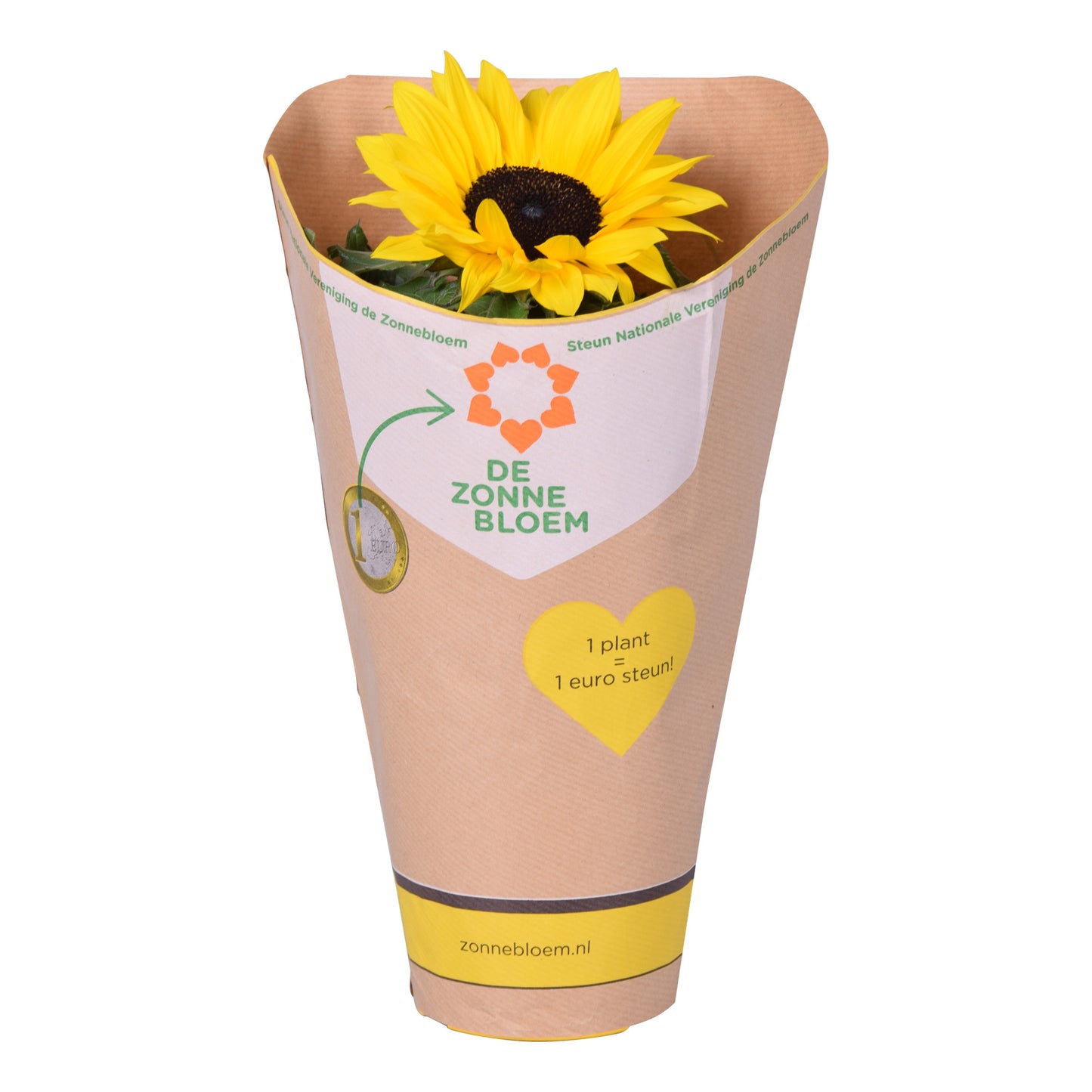 Kester, Firma C.&.M. Helianthus ann. Sunsation Pack of 8