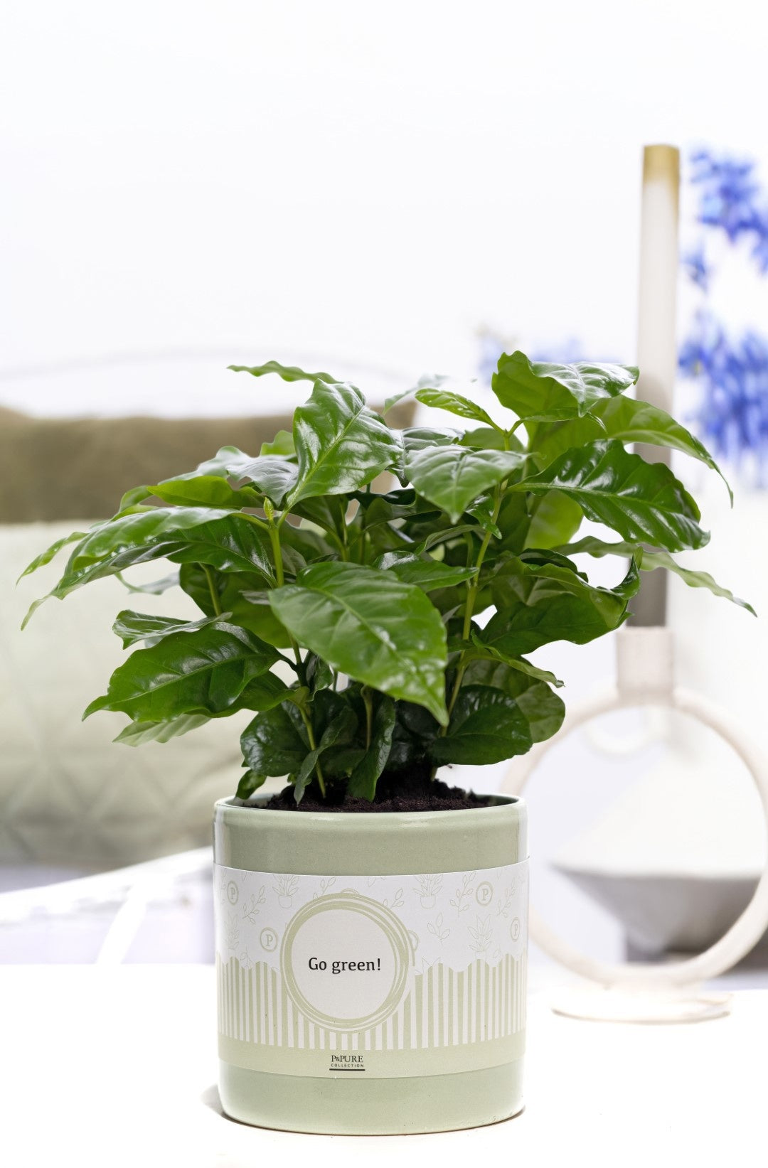 Coffea arabica 20cm 12cm Pot