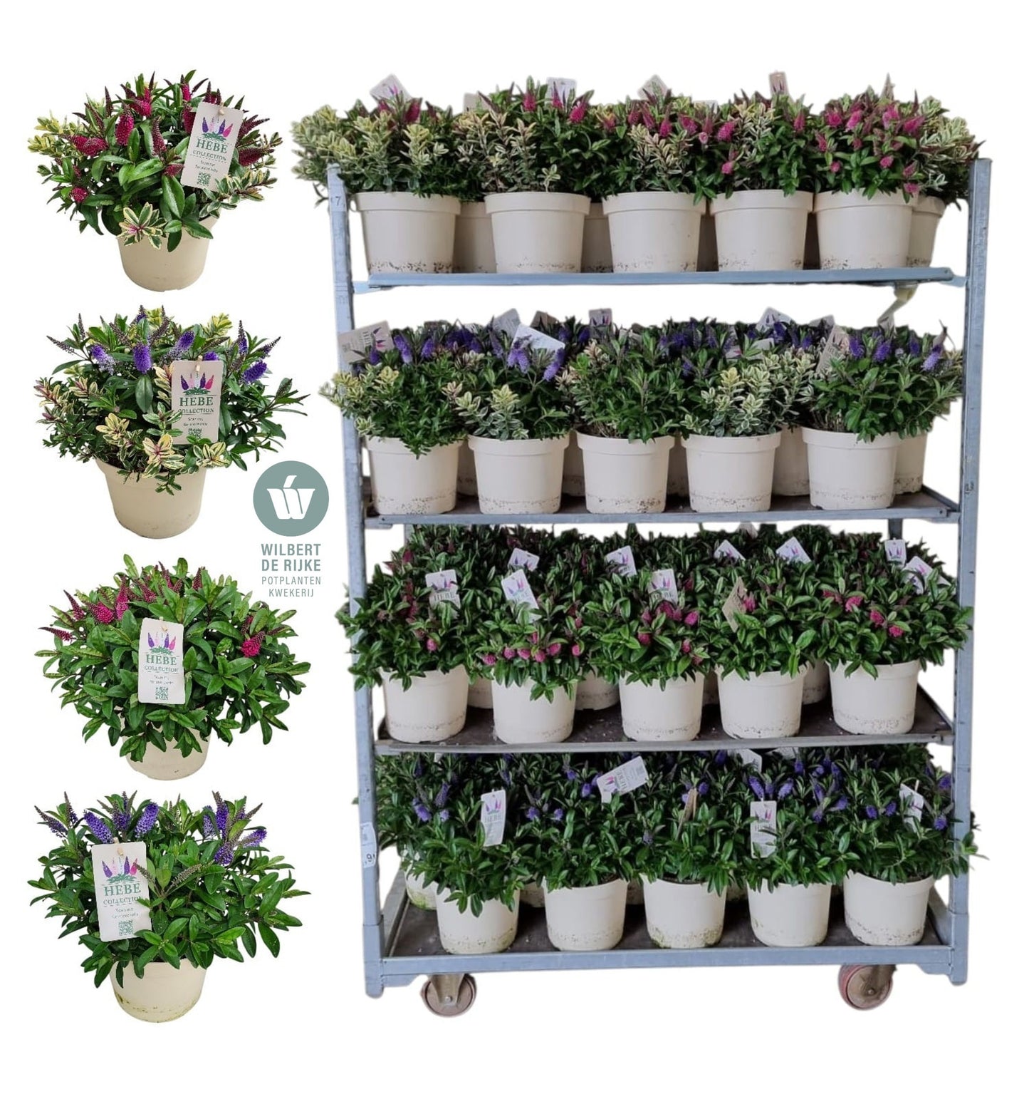 Rijke, Kw. Wilbert de Hebe franciscana mix Pack of 1