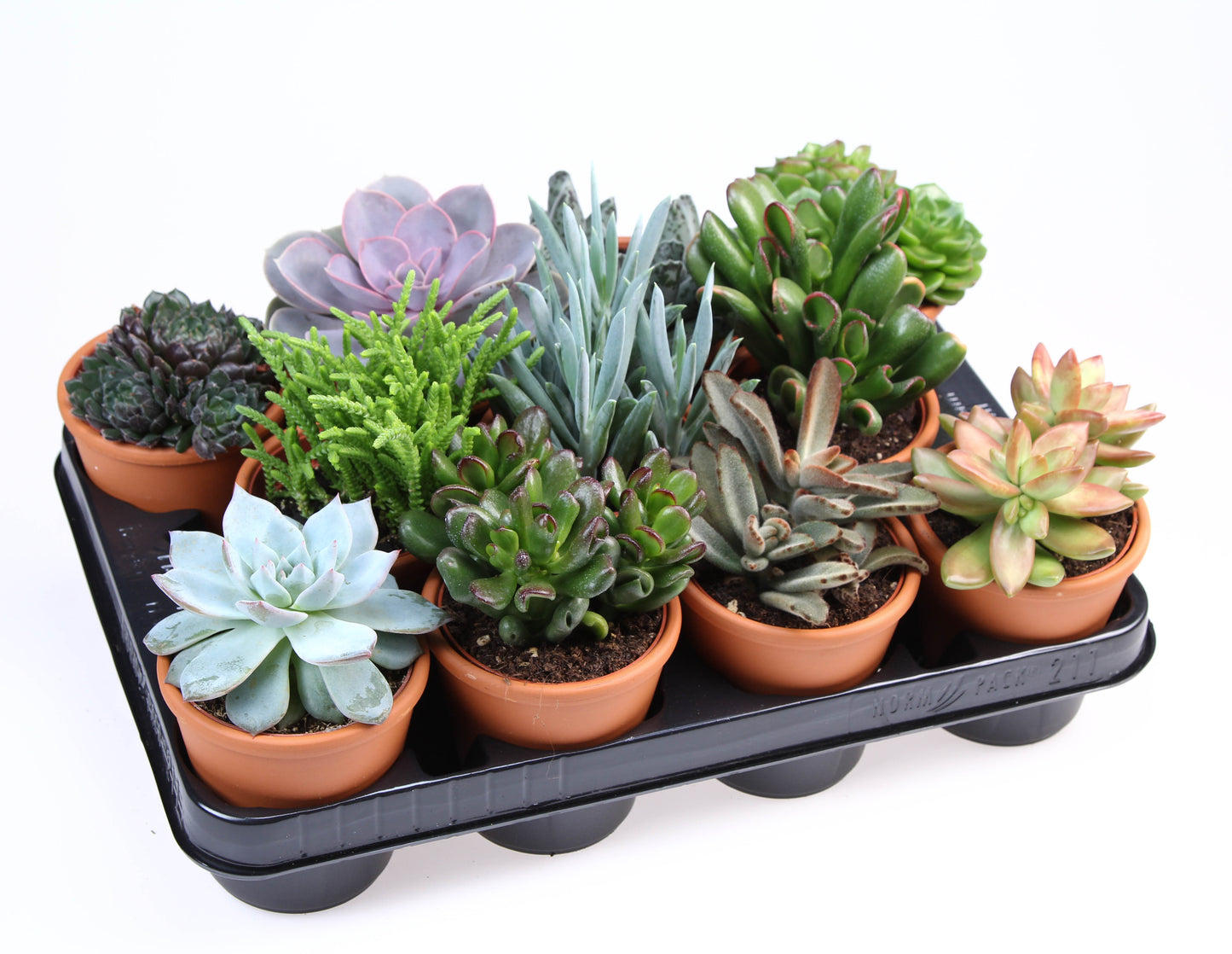 Succulent rozenpot 12cm 10cm Pot