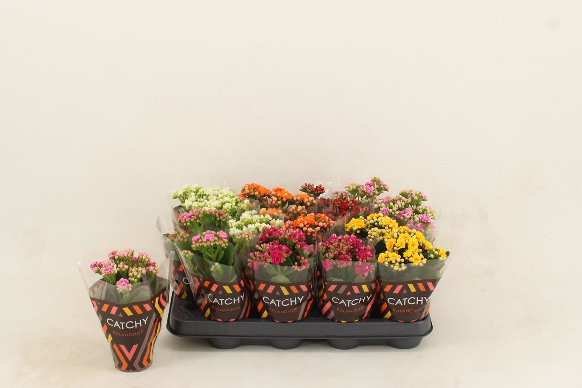 Kalanchoe mix 15cm 8cm Pot