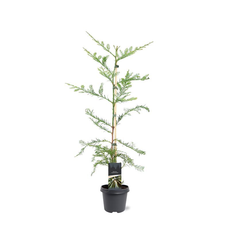 Sequoia sempervirens Adpressa 90cm 23cm Pot