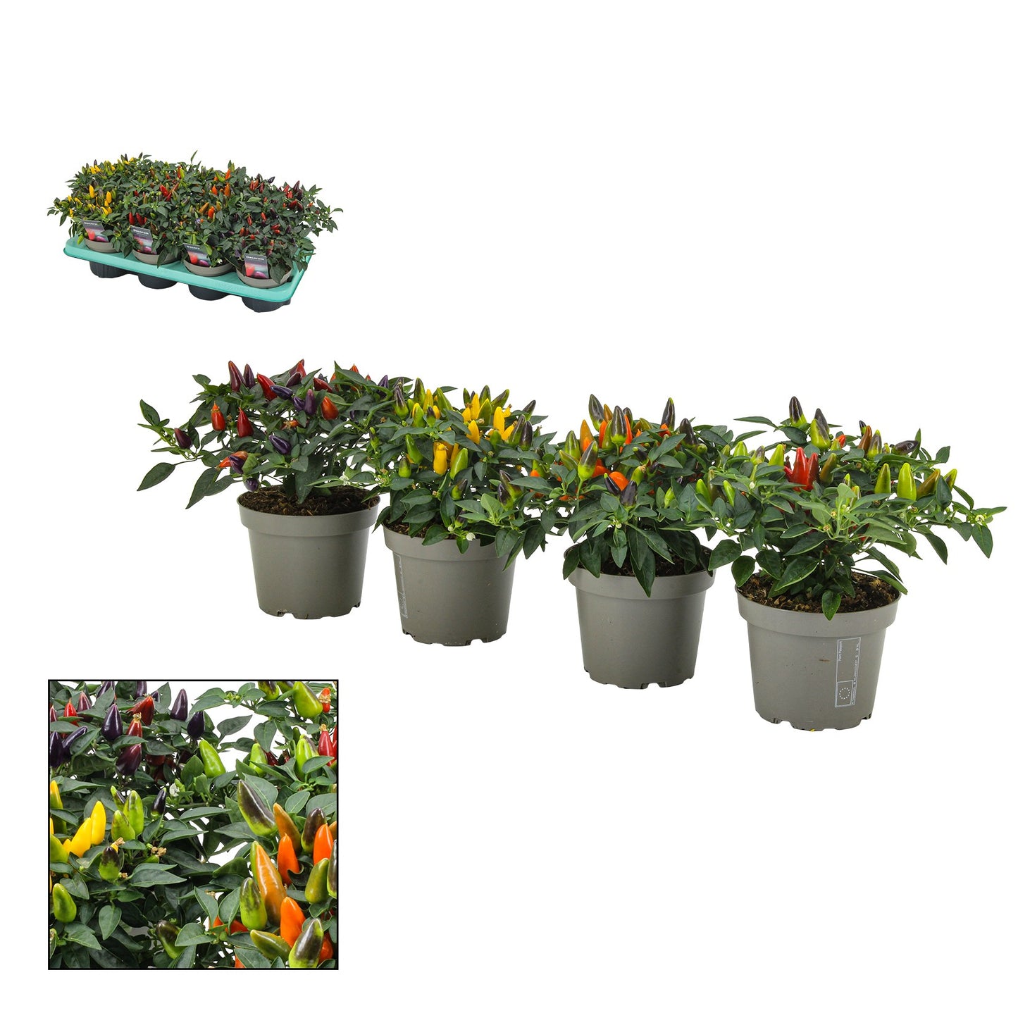 Capsicum ann. Torero mix 23cm 13cm Pot
