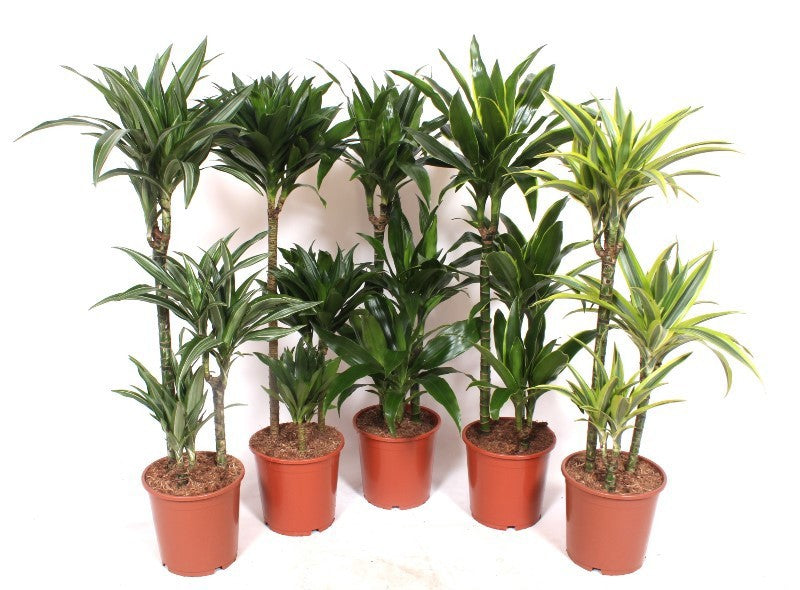 Dracaena fragrans mix 110cm 21cm Pot