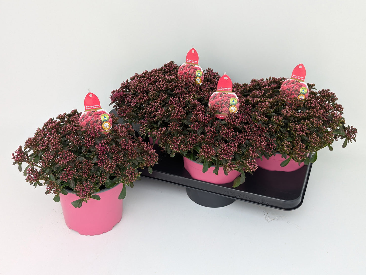 Sedum Spot on Deep Rose 32cm 17cm Pot